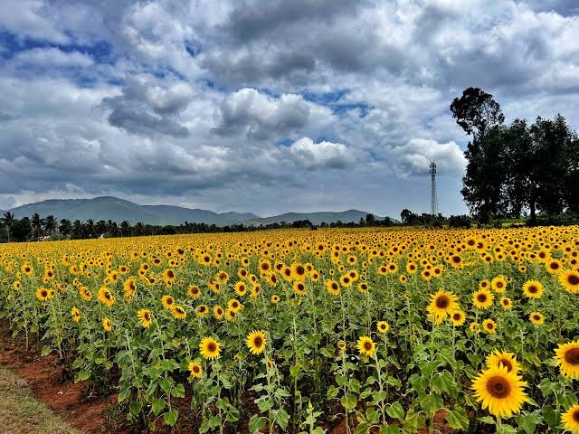 Flower Pot of India - Gundalpet, Karnataka